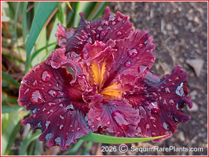 Iris 'Red Zone'
