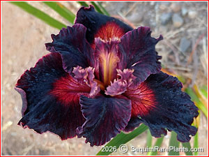 Iris 'State Street'