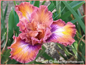 Iris 'Wilder Ranch'