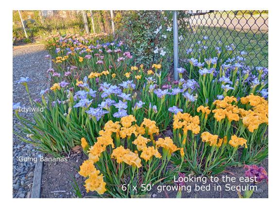 growing bed for Iris Pacific Coast hybrids