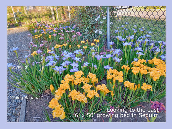 growing bed for Iris Pacific Coast hybrids