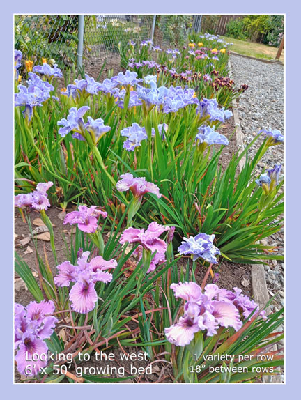 growing bed for Iris Pacific Coast hybrids