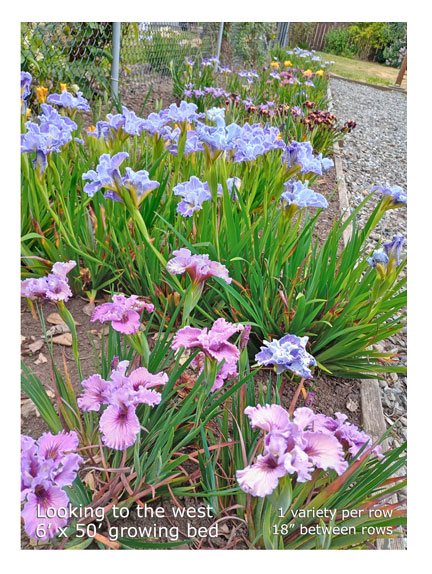 growing bed for Iris Pacific Coast hybrids
