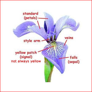 the parts of an iris flower