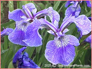 Iris setosa canadensis