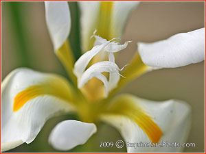 Iris unguicularis 'Alba'