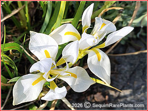 Iris unguicularis 'Alba'