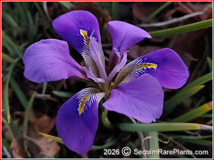Iris unguicularis 'Mary Barnard'