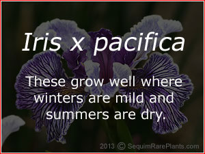 Iris  pacific coast hybrids