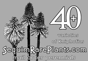 Kniphofia ad in Pacific Horticulture magazine