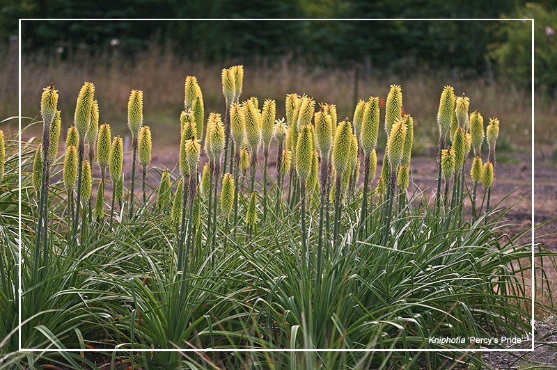 our mother plants of Kniphofia 'Percy's Pride'