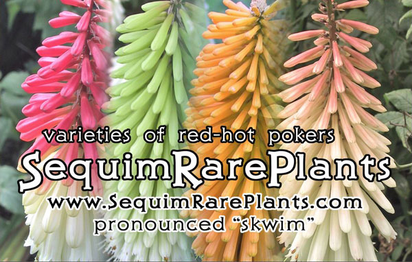 Kniphofia ad in Fine Gardening magazine