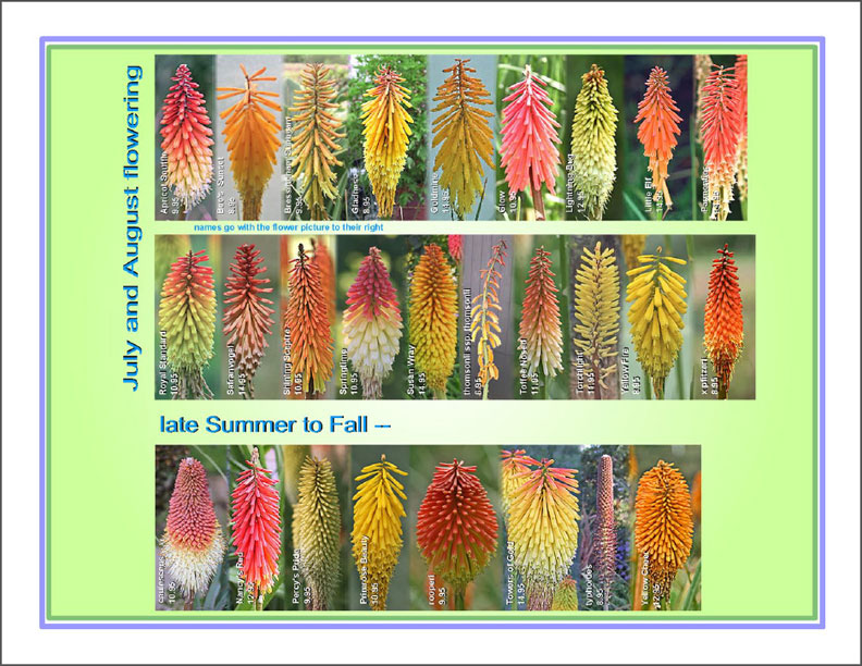 Kniphofia brochure