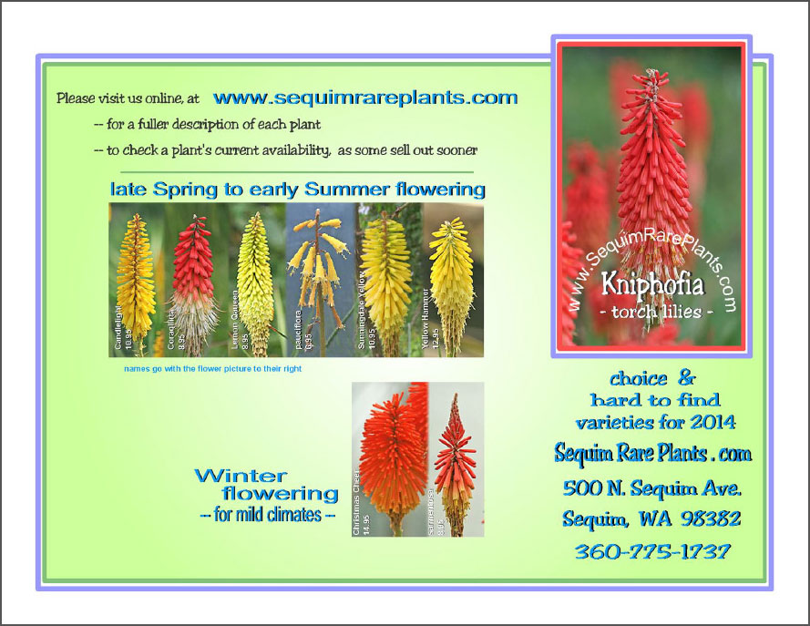 Kniphofia brochure