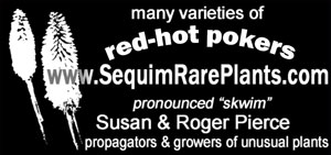 Kniphofia ad in Horticulture magazine