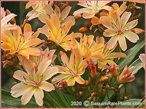 Lewisia 'Little Peach'