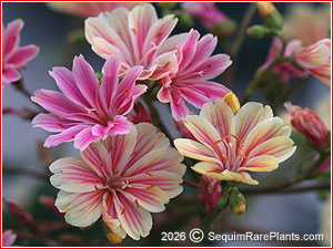 Lewisia 'Rainbow Mix'