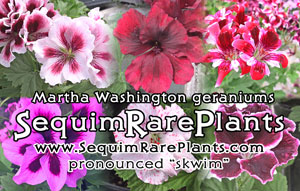 Pelargonium advertisement