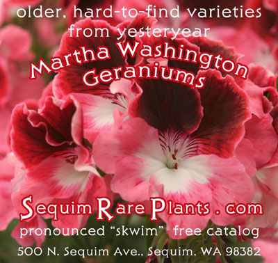 Pelargonium advertisement