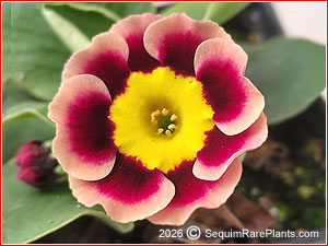 Primula 'Ancient Society'