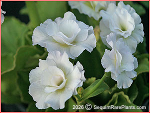 Primula 'Balcom's Semi-double'