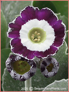 Primula 'Blue Chip'