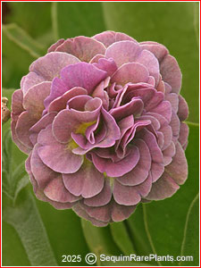 Primula 'Brandy'