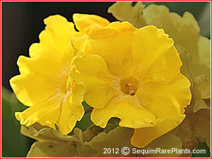 Primula 'Paradise Yellow'