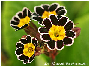 Primula 'Penumbra'