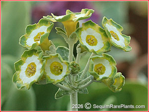 Primula 'Spring Meadow'