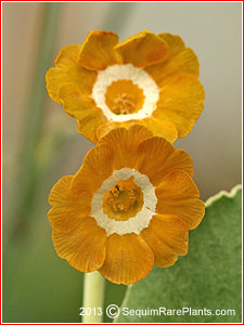 Primula 'Brazil'