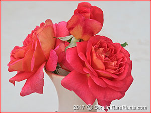 Rosa 'Clementina Carbonieri'