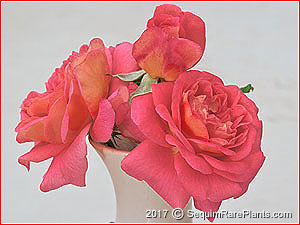 Rosa 'Clementina Carbonieri'