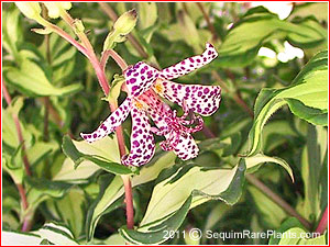 Tricyrtis 'Imperial Banner'