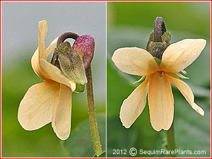 Viola odorata ssp. sulfurea
