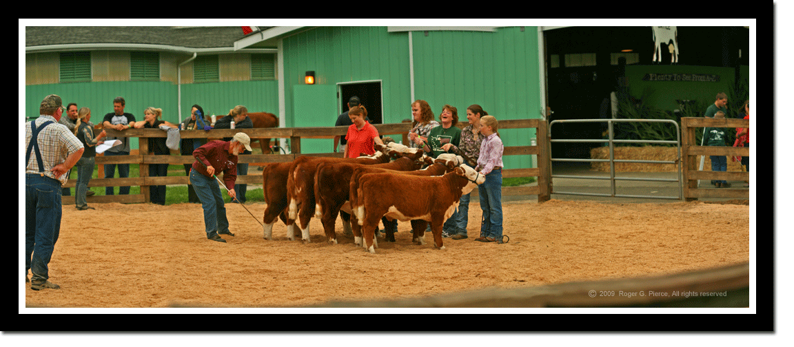 Clallam County Fair livestock judging