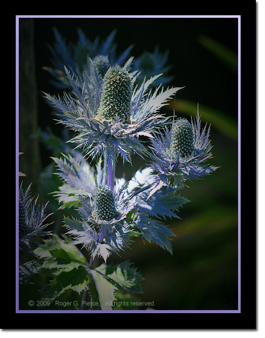 one of the seahollies, Eryngium alpinum