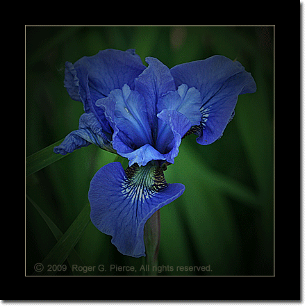 Iris sibirica 'Ego'