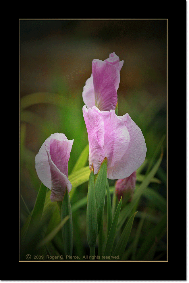 Japanese iris, Iris ensata 'Miyoshino'