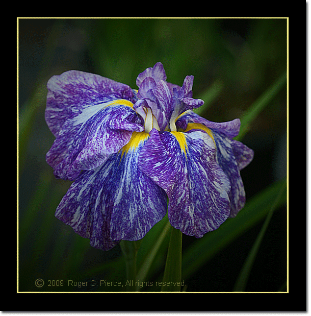 Iris ensata 'Nemurijishi'