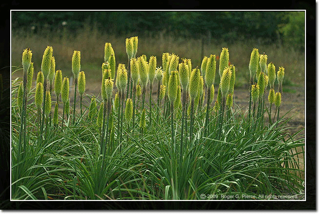 Kniphofia 'Percy's Pride'