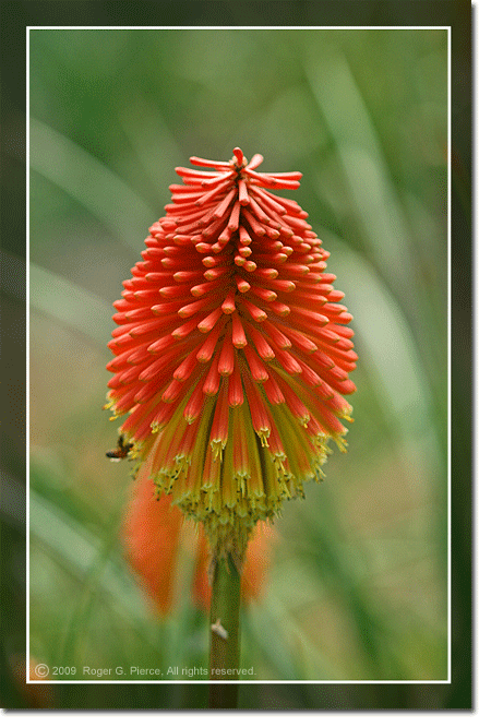 Kniphofia rooperi