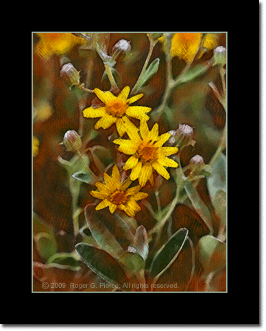 summer-blooming Senecio 'Sunshine'