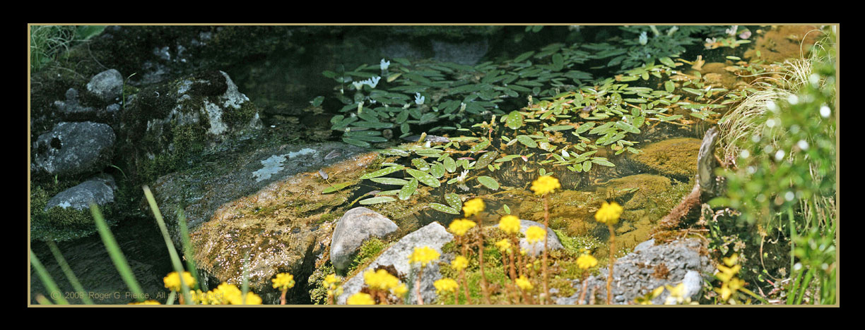 small stream with lilypads