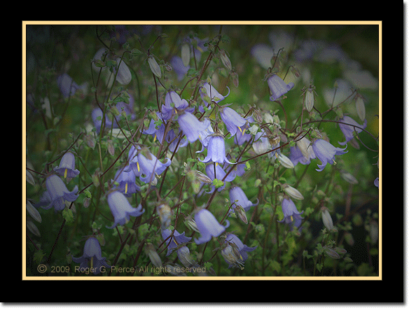 a biennial bellflower, Symphyandra zanzegura