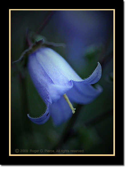 a biennial bellflower, Symphyandra zanzegura