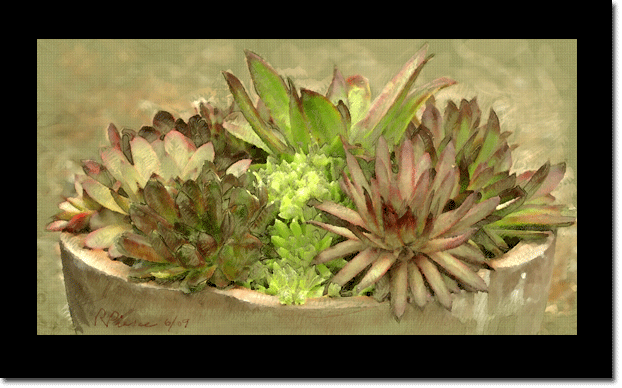 Jovibarba and Sempervivum