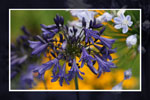 Agapanthus 'Storm Cloud'