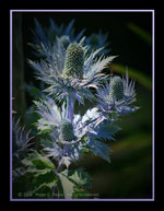 spiny leaves of seaholly, Eryngium alpinum