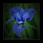 Iris sibirica 'Ego'